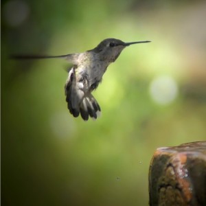 Beside the birdbath